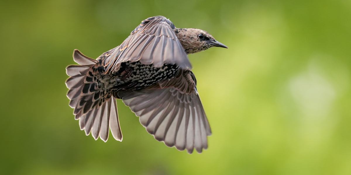 Photo 2022 © Gamander-Lopez, 70-200mm F2.8, ISO 640, f/3.2 Photo 2022 © Gamander-Lopez, 70-200mm F2.8, ISO 640, f/3.2