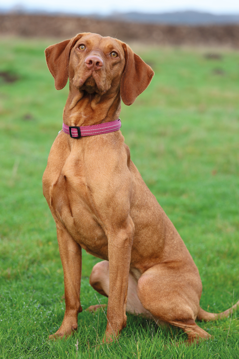 Autofocus on the Canon R6 II is speedy, ideal when your subject won’t stay still for more than a second or two Autofocus on the Canon R6 II is speedy, ideal when your subject won’t stay still for more than a second or two